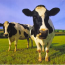 You have 2 cows…or ‘how to understand economics’